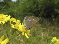 Satyrium spini 19, Wegedoornpage, Saxifraga-Rob Felix : Animalia, Arthropoda, Insecta, Lepidoptera, animal, arthropod, butterfly, dier, dieren, geleedpotige, geleedpotigen, insect, insecten, vlinder, vlinders