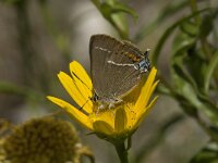 Satyrium spini 20, Wegedoornpage, Saxifraga-Jan van der Straaten