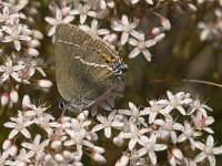 Satyrium spini 22, Wegedoornpage, Saxifraga-Jan van der Straaten