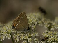 Satyrium spini 23, Wegedoornpage, Saxifraga-Jan van der Straaten