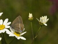 Satyrium spini 26, Wegedoornpage, Saxifraga-Jan van der Straaten