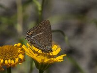 Satyrium spini 28, Wegedoornpage, Saxifraga-Marijke Verhagen