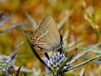 OMGEVING NJEGUSHI. S.SPINI.