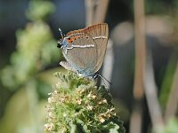 Satyrium spini 4, Wegedoornpage, Vlinderstichting-Albert Vliegenthart