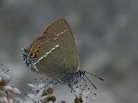 Satyrium spini 5, Wegedoornpage, Saxifraga-Jan van der Straaten