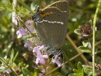 Satyrium spini 7, Wegedoornpage, Saxifraga-Jan van der Straaten