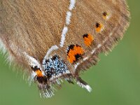 Satyrium w-album 24, Iepenpage, Saxifraga-Ab H. Baas