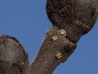 Satyrium w-album 3, Iepenpage, Vlinderstichting-Kars Veling