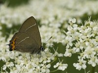 Satyrium w-album 7, Iepenpage, Saxifraga-Jan van der Straaten