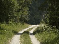 Satyrus ferula 11, Grote saterzandoog, habitat, F, Isere, Miribel-Lanchatre, Saxifraga-Marijke Verhagen