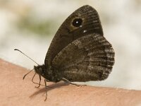 Satyrus ferula 18, Grote saterzandoog, male, Saxifraga-Marijke Verhagen