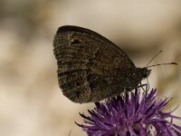 Satyrus ferula 23, Grote saterzandoog, male, Saxifraga-Jan van der Straaten