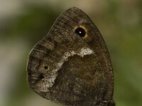 Satyrus ferula 26, Grote saterzandoog, male, Saxifraga-Marijke Verhagen
