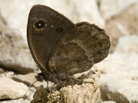 Satyrus ferula 27, Grote saterzandoog, male, Saxifraga-Marijke Verhagen