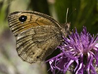 Satyrus ferula 7, Grote saterzandoog, female, Saxifraga-Jan van der Straaten