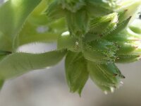 Scolitantides orion 4, Vetkruidblauwtje, Vlinderstichting-Kars Veling