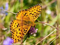Speyeria aglaja 102, Grote parelmoervlinder, Saxifraga-Bart Vastenhouw