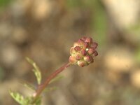 Spialia sertorius 1, Kalkgraslanddikkopje, Vlinderstichting-Kars Veling