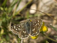 Spialia sertorius 21, Kalkgraslanddikkopje, Saxifraga-Jan van der Straaten