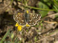 Spialia sertorius 22, Kalkgraslanddikkopje, Saxifraga-Jan van der Straaten