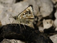 Spialia sertorius 6, Kalkgraslanddikkopje, male, Saxifraga-Marijke Verhagen