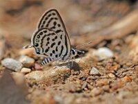Tarucus balkanica 6, Klein christusdoornblauwtje, Vlinderstichting-Albert Vliegenthart