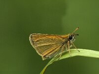 Thymelicus lineola 13, Zwartsprietdikkopje, male, Saxifraga-Jan van der Straaten