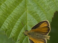 Thymelicus lineola 18, Zwartsprietdikkopje, male, Saxifraga-Jan van der Straaten