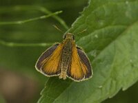Thymelicus lineola 20, Zwartsprietdikkopje, male, Saxifraga-Jan van der Straaten