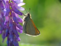 Thymelicus lineola 37, Zwartsprietdikkopje, Vlinderstichting-Henk Bosma