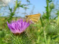 Thymelicus lineola 38, Zwartsprietdikkopje, Vlinderstichting-Henk Bosma