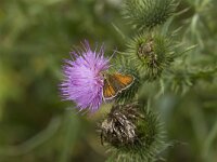 Thymelicus lineola 44, Zwartsprietdikkopje, Vlinderstichting-Henk Bosma