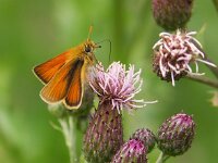 Thymelicus lineola 47, Zwartsprietdikkopje, Vlinderstichting-Chris van Swaay  zwartsprietdikkopje thymelicus lineola