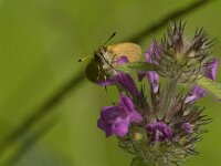 Thymelicus lineola 64, Zwartsprietdikkopje, Saxifraga-Jan van der Straaten