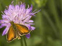 Thymelicus lineola 68, Zwartsprietdikkopje, Saxifraga-Jan van der Straaten