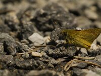 Thymelicus lineola 69, Zwartsprietdikkopje, Saxifraga-Jan van der Straaten