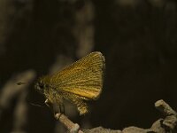 Thymelicus lineola 70, Zwartsprietdikkopje, Saxifraga-Jan van der Straaten