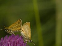 Thymelicus lineola 72, Zwartsprietdikkopje, Saxifraga-Jan van der Straaten