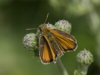 Thymelicus lineola 77, Zwartsprietdikkopje, Saxifraga-Willem van Kruijsbergen