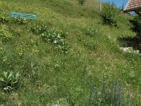 Thymelicus lineola 8, Zwartsprietdikkopje, habitat, F, Isere, Gresse-en-Vercors, Saxifraga-Jan van der Straaten