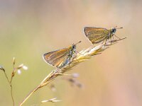 Couple of Essex skipper perched on grass  Couple of Essex skipper (Thymelicus lineola) perched on straw. This is a butterfly in family Hesperiidae. It occurs throughout much of the Palaearctic region. In North America, it is known as the European skipper. : Finland, Netherlands, Thymelicus, animal, background, brown, butterfly, color, common, couple, cute, denmark, environment, essex, europe, european, fauna, flora, flower, funny, germany, grass, green, happy, hesperiidae, insect, invertebrate, lepidoptera, lineola, love, macro, meadow, natural, nature, nobody, norway, orange, pair, plant, sitting, skipper, small, stick, straw, sweden, sylvestris, two, wildlife, wing, yellow