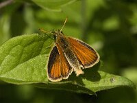 Thymelicus sylvestris 12, Geelsprietdikkopje, male Saxifraga-Jan van der Straaten