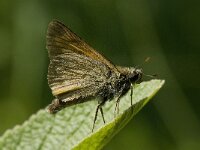 Thymelicus sylvestris 15, Geelsprietdikkopje, Saxifraga-Willem van Kruijsbergen