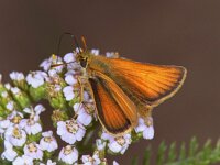 Thymelicus sylvestris 23, Geelsprietdikkopje, Vlinderstichting-Ab H Baas