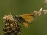 Thymelicus sylvestris 25, Geelsprietdikkopje, Saxifraga-Jan van der Straaten