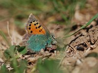 Tomares ballus 4, Groene klaverpage, Vlinderstichting-Albert Vliegenthart