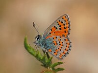 Tomares nogelii 4, Roemeense klaverpage, Vlinderstichting-Albert Vliegenthart