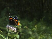 Vanessa atalanta 13, Atalanta, Saxifraga-Marijke Verhagen