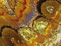 266_09A, Vanessa atalanta : Vanessa atalanta, Red Admiral, Atalanta, hindwing underside