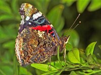 Vanessa atalanta 24, Atalanta, Vlinderstichting-Ab H Baas